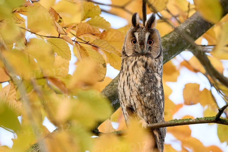 A long-eared owl (Asio otus) sits attentively on a branch with erect feather ears amidst the yellow autumn leaves of a beech (Fagus sylvatica), Dümmer nature park Park, Lower Saxony, Germany