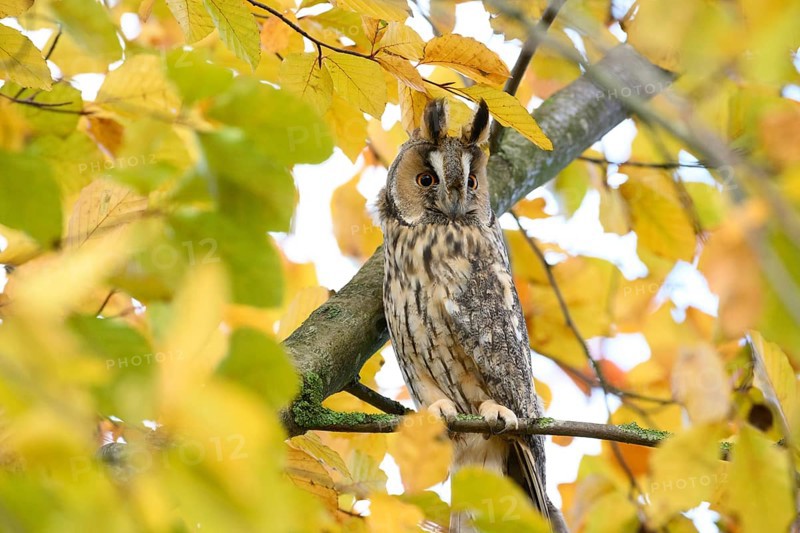 A long-eared owl (Asio otus) sits attentively on a branch amidst the yellow autumn leaves of a beech tree (Fagus sylvatica), Dümmer nature park Park, Lower Saxony, Germany