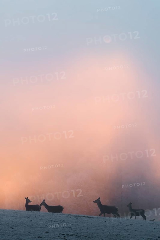Four female red deer (Cervus elaphus) stand on a snow-covered meadow at sunrise, with dense, colorful fog in the background