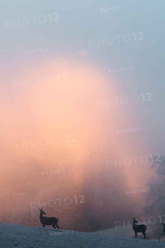 Two female red deer (Cervus elaphus) stand on a snow-covered meadow at sunrise, with dense, colorful fog in the background