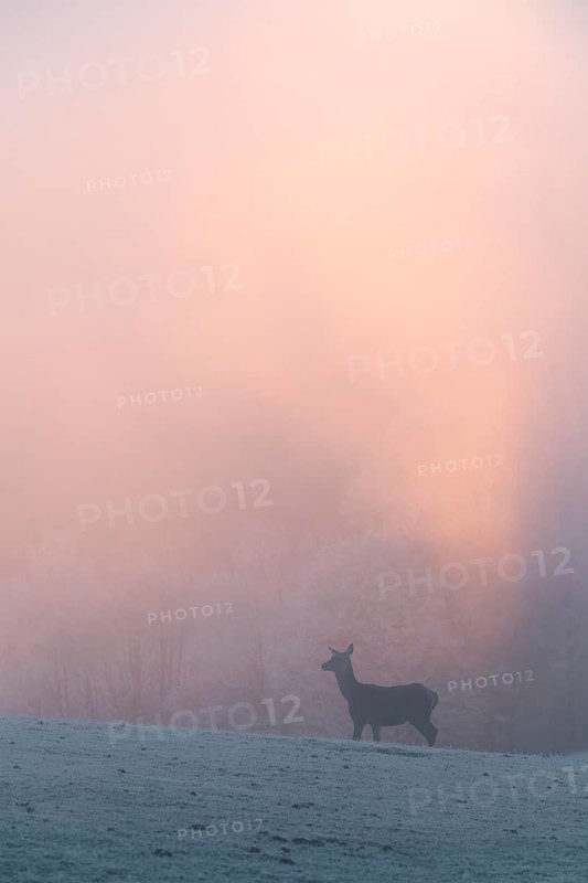A female red deer (Cervus elaphus) stands on a snow-covered meadow at sunrise, with dense, colorful fog in the background