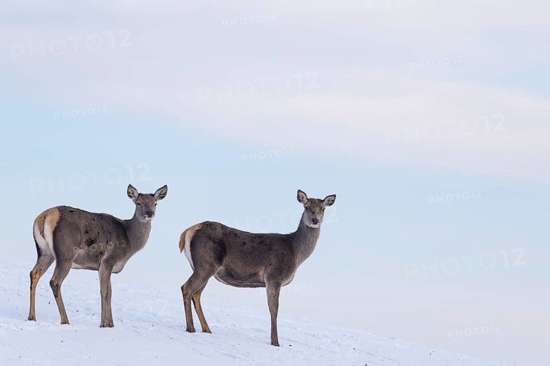Two female red deer (Cervus elaphus) stand on a snow-covered meadow on a cold day. In the background is a blue sky with some clouds