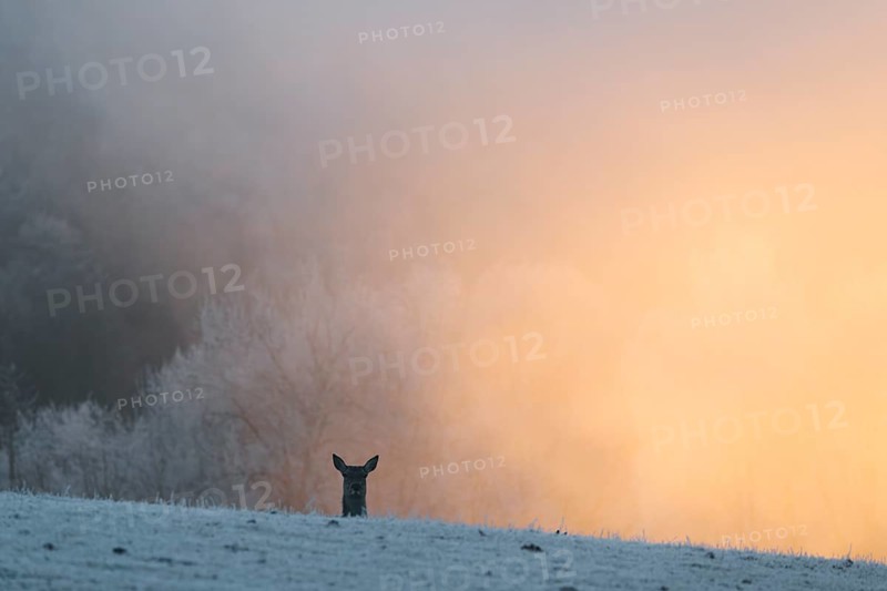 A female red deer (Cervus elaphus) stands behind a hill on a snow-covered meadow at sunrise and watches the photographer. Only her head is visible. In the background is dense, colorful fog