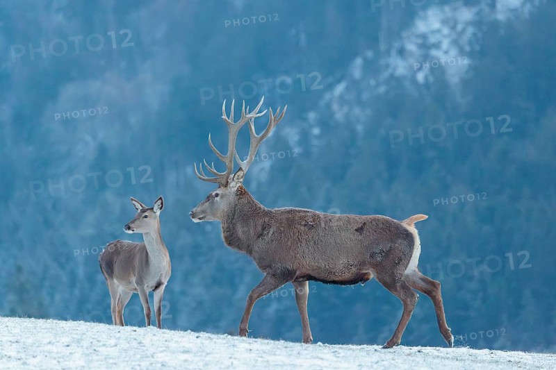 A red deer stag (Cervus elaphus) runs across a snow-covered meadow on a cold day. A female red deer stands in front of the stag. In the background, a mountain forest can be seen in cold, blue fog