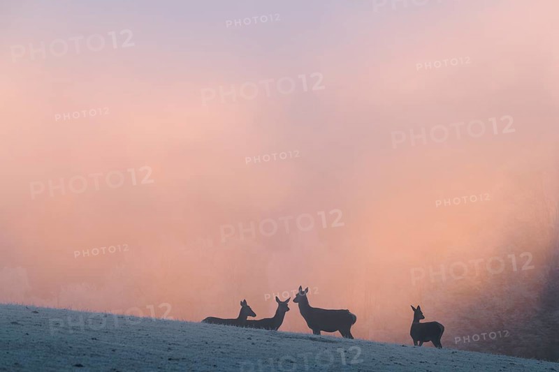 Four female red deer (Cervus elaphus) stand on a snow-covered meadow at sunrise, with dense, colorful fog in the background