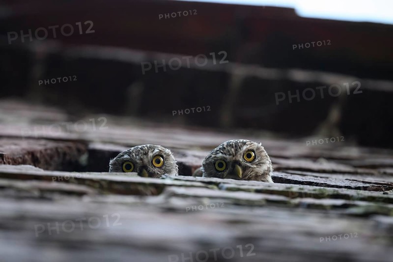 Two young little owls (Athene noctua) peering attentively out of an opening in a wall, Wiehengebirge, Lower Saxony, Germany