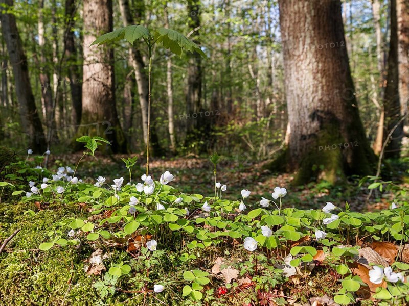 Wood sorrel (Oxalis acetosella), in deciduous forest, spring, Upper Bavaria, Germany