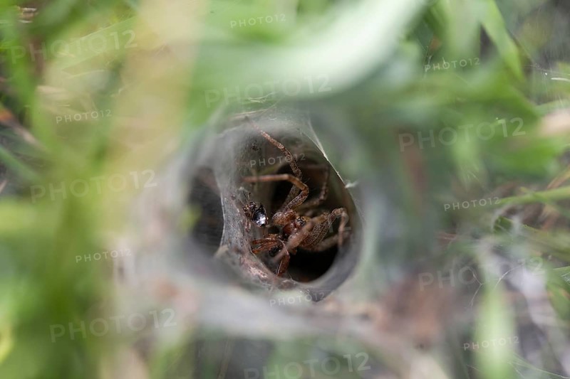 Labyrinth spider (Agelena labyrinthica), funnel-web spider, Upper Bavaria, Germany