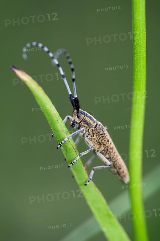 Thistle buck (Agapanthia cardui), Upper Bavaria, Germany