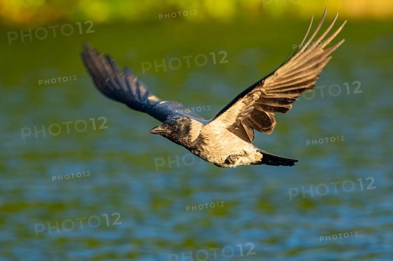 Hooded Crow (corvus corone corone) in flight, Feldberg Lakeland, Mecklenburg-Western Pomerania, Germany