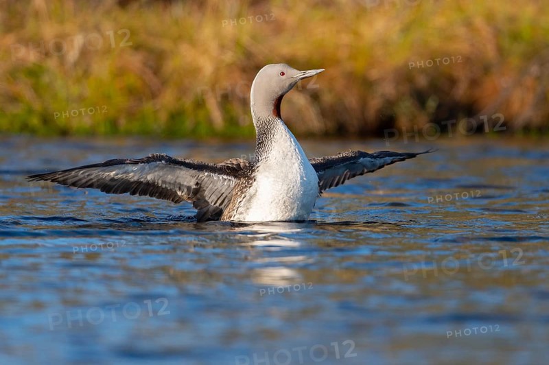 Red-throated diver (Gavia stellata) in breeding plumage on a lake in Sweden, Knuthöjdsmossen, Hällefors, Örebro län, Sweden