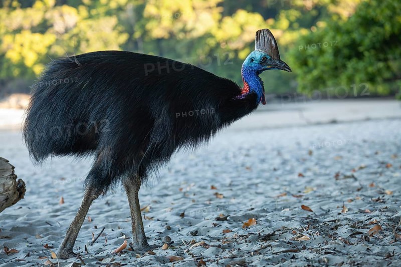 Southern cassowary (Casuarius casuarius) walking along the shore searching for food in the sand. Queensland, Australia