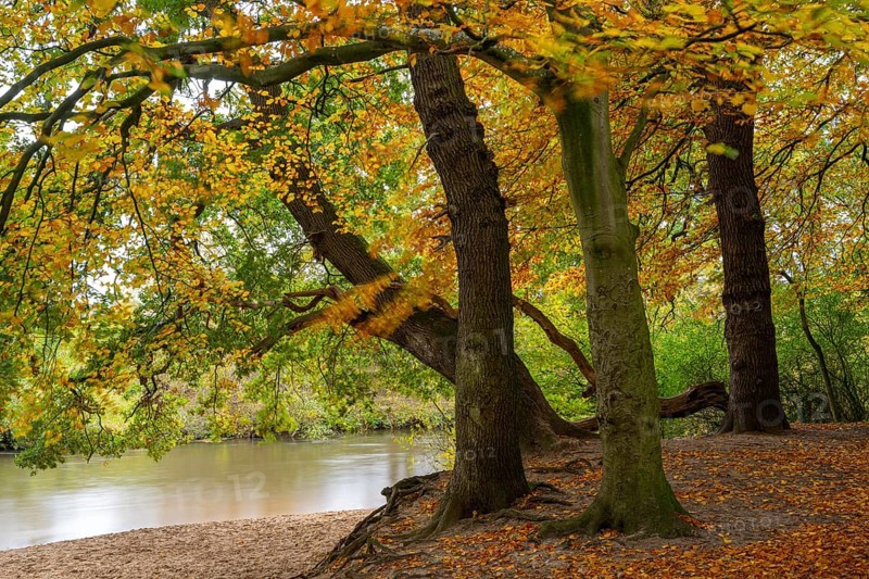 Wald an der Hunte bei Barneführer Holz in autumn, Barneführer Holz, Hatten, Lower Saxony, Germany