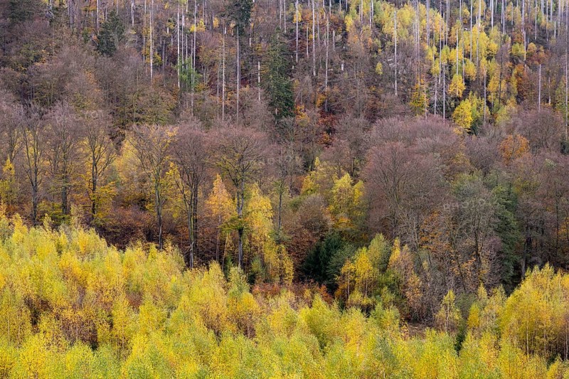 Forest death in the Harz Mountains, forest, wind throw, storm, Ilsenburg, Saxony-Anhalt, Germany