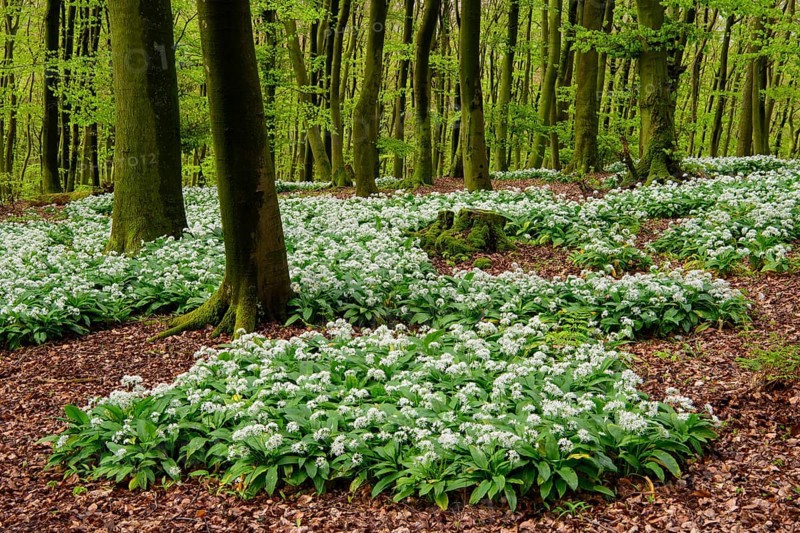 Wild garlic (Allium ursinum) in bloom in a beech forest in spring, Hilter, Lower Saxony, Germany