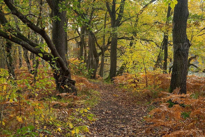 Autumn impression of Ahlhorn fish ponds, forest, Konrriger Baum, Ahlhorn, Lower Saxony, Germany