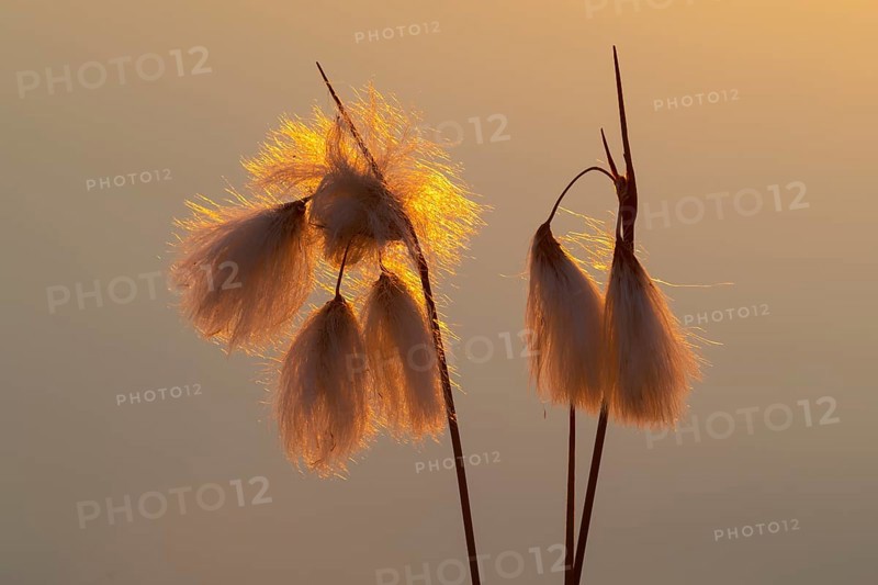 Common cottongrass (Eriophorum angustifolium) in a bog, Goldenstedt, Lower Saxony, Germany
