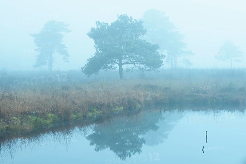 Pine (Pinaceae) in the moor with fog, cNature reserve, Vernner Moor, Neuenkirchen-Vörden, Lower Saxony, Germany