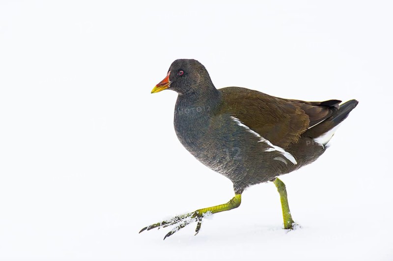 Moorhen (Gallinula chloropus) in the snow, Vechta, Lower Saxony, Germany