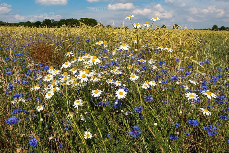 Cornflowers on a grain field in summer, Oldenburger Münsterland, Goldenstedt, Lower Saxony, Germany