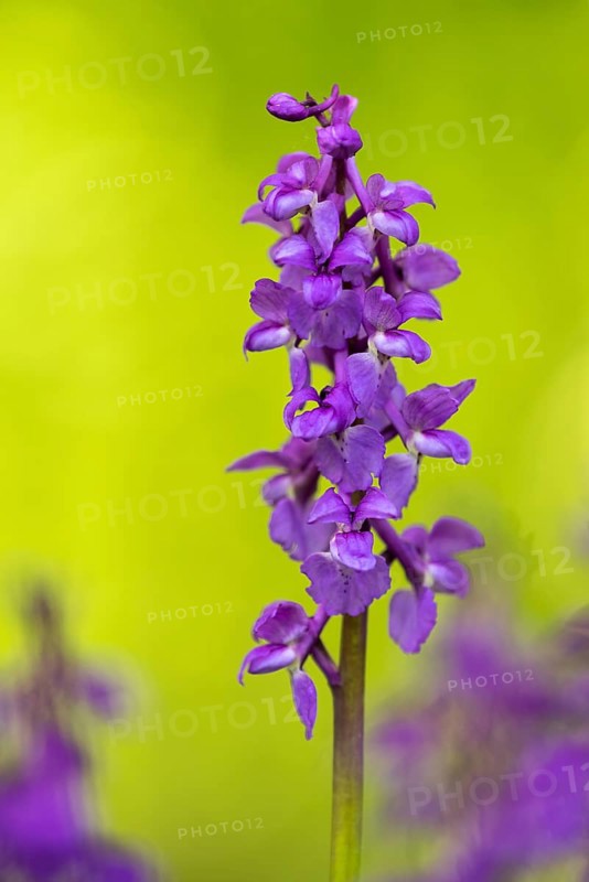 Early purple orchid (Orchis mascula), Osnabrück, Lower Saxony, Germany