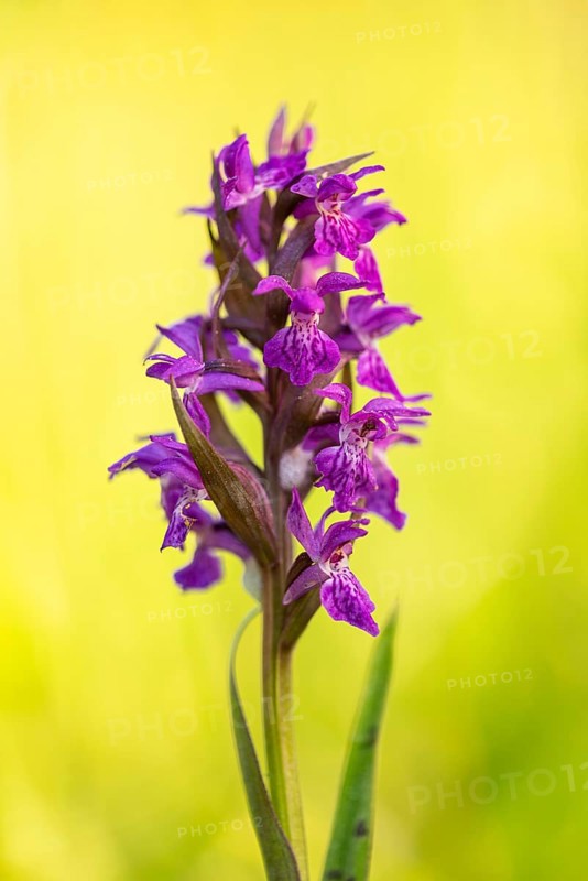 Early purple orchid (Orchis mascula), Aschen, Lower Saxony, Germany