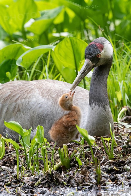 Crane (gurs grus) in nest with chicks, Feldberger Seenlandschaft, Mecklenburg-Vorpommern, Germany