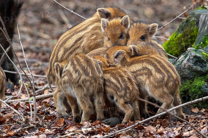 Wild boar (Sus scrofa), fresh boar, Melle, Lower Saxony, Germany