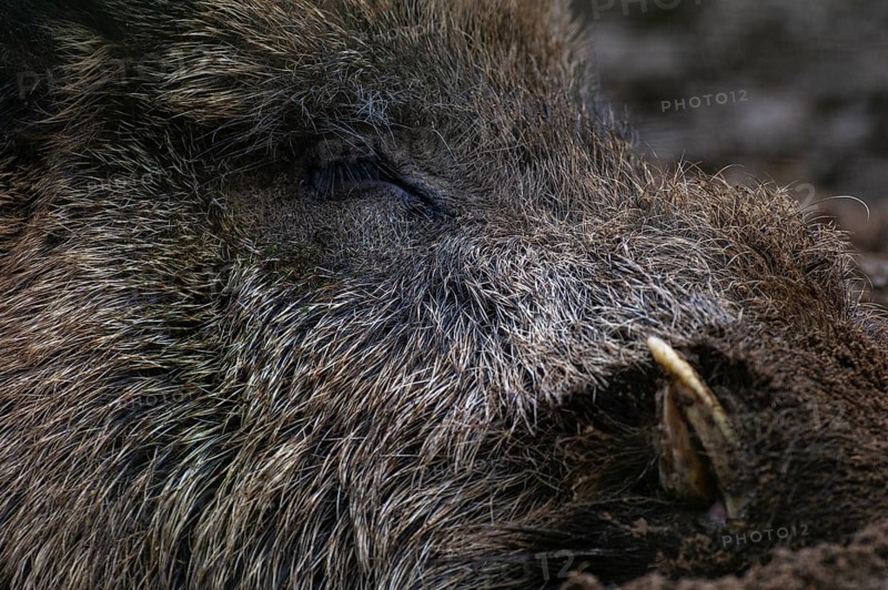 Wild boar (Sus scrofa) in the snow, wild boar, Melle, Lower Saxony, Germany
