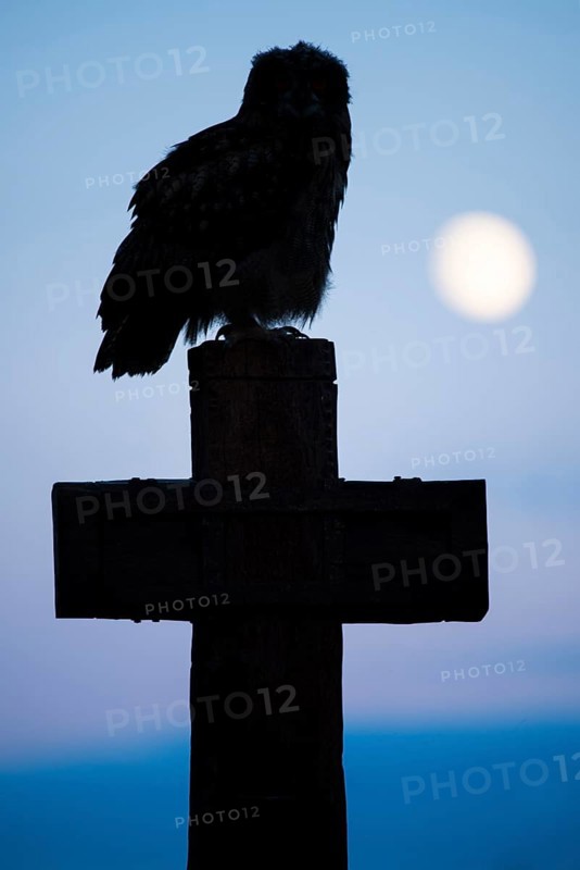 Eurasian Eagle-owl (bubo bubo) sitting on a cross under a full moon, Gerolstein, Rhineland-Palatinate, Germany
