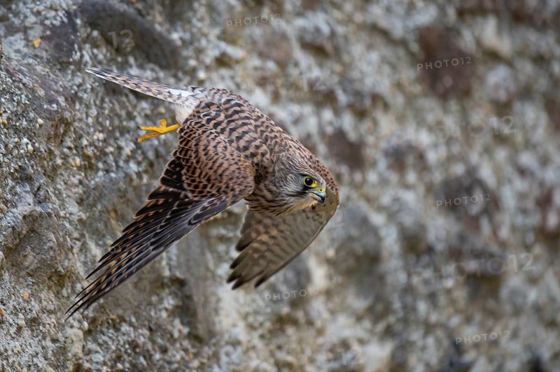 Kestrel (Falco tinnunculus), Gerolstein, Rhineland-Palatinate, Germany