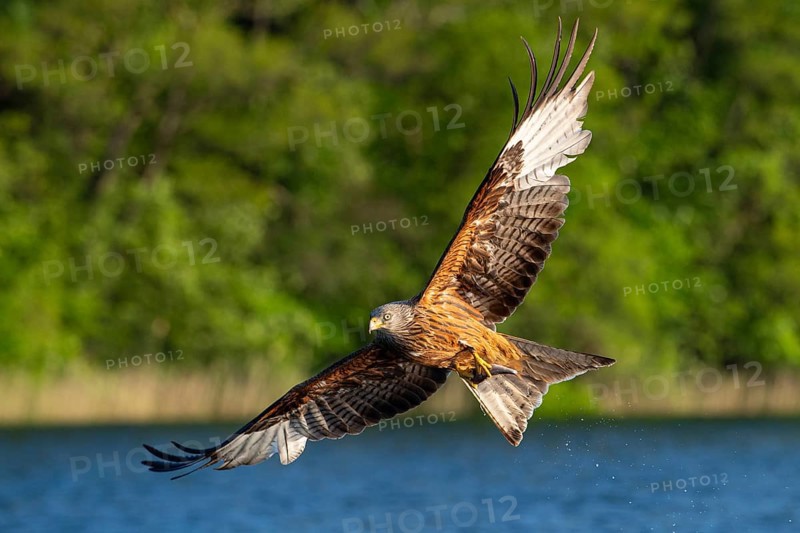 Red kite (Milvus milvus) in flight, Feldberger Seenlandschaft, Mecklenburg-Western Pomerania, Germany
