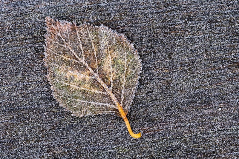 Birch leaf in hoarfrost, Goldenstedt, Lower Saxony, Germany