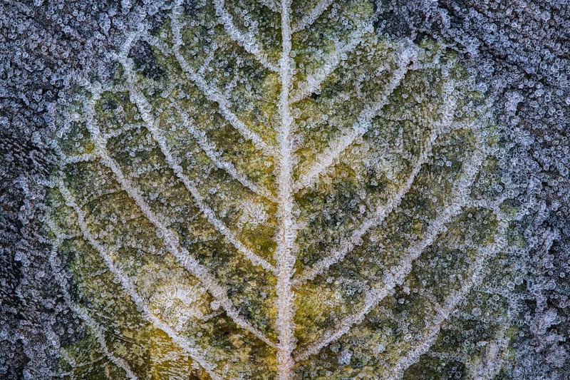Leaf in hoarfrost, Goldenstedt, Lower Saxony, Germany