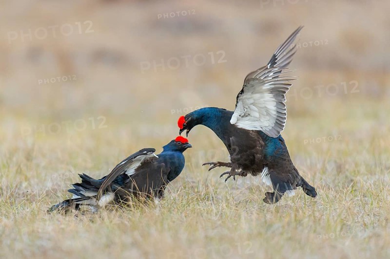Black grouse (Lyrurus tetrix), black grouse courtship in Sweden, Fågelsjö, Gävleborgs län, Sweden