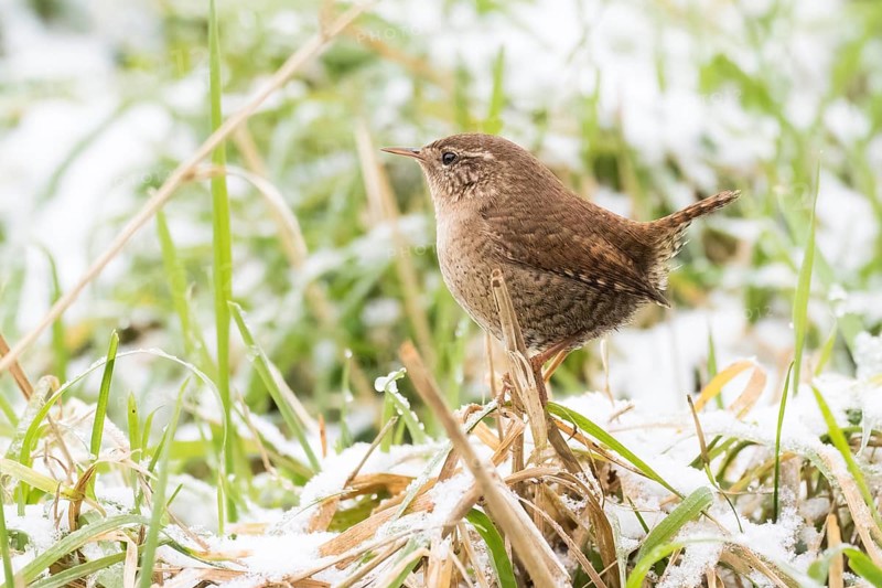A wren (Troglodytes troglodytes) standing on a blade of grass, snow-covered grass in the background, Hesse, Germany