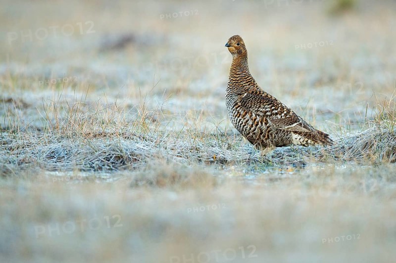 Black grouse (Lyrurus tetrix), female, black grouse courtship in Sweden, Fågelsjö, Gävleborgs län, Sweden