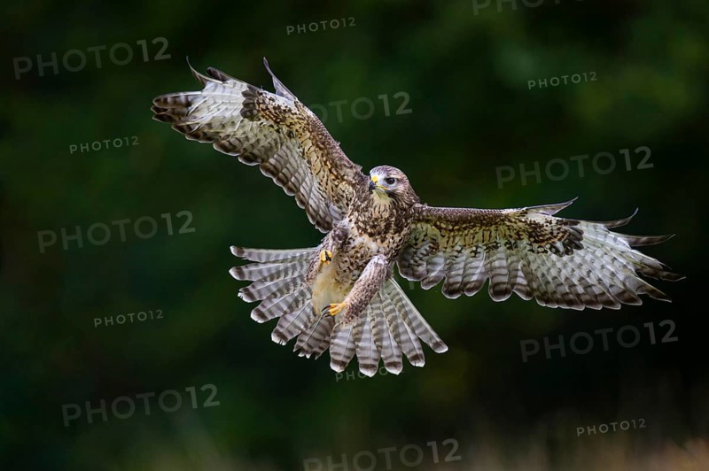 Flying buzzard (Buteo buteo), Gerolstein, Rhineland-Palatinate, Germany