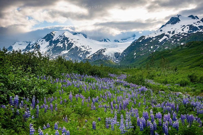 Picturesque landscape on the Richardson Highway, blooming Alaskan lupines (Lupinus nootkatensis), mountain peak with glacier Worthington Glacier in the background, Chugach Mountains, Alaska, USA