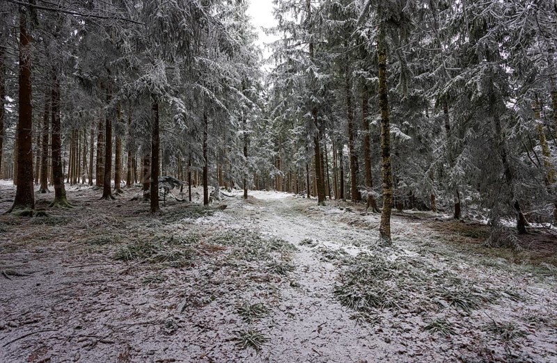 Winter landscape, forest covered with hoarfrost, Mondseeland, Salzkammergut, Upper Austria, Austria
