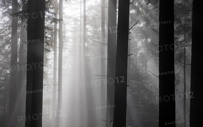 Picea abies, spruce forest in morning fog with sunrays, autumn forest, Mondseeland, Salzkammergut, Upper Austria, Austria