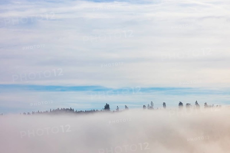 Autumn landscape, bare trees rising from the fog, inversion weather, Mondseeland, Salzkammergut, Upper Austria, Austria
