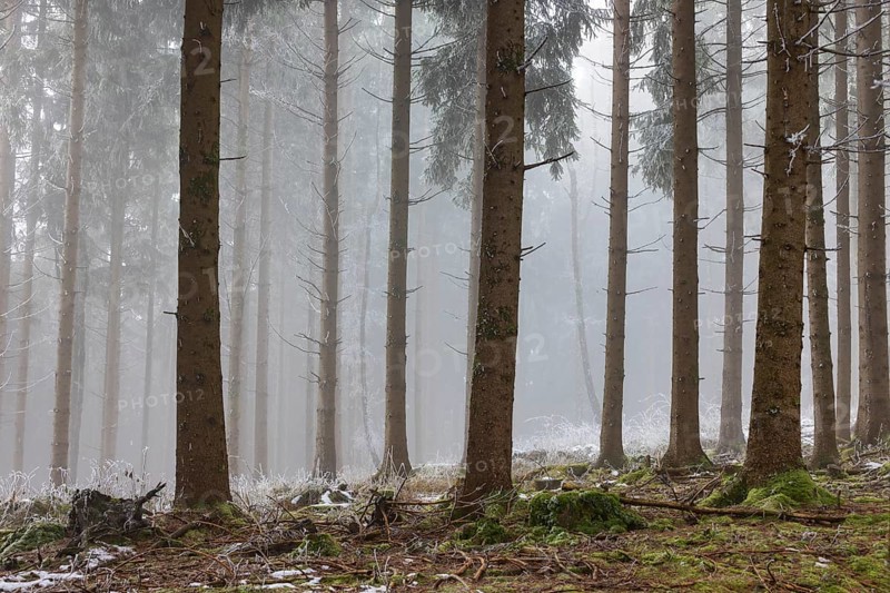 Autumn landscape, forest covered in fog with hoarfrost, Mondseeland, Salzkammergut, Upper Austria, Austria