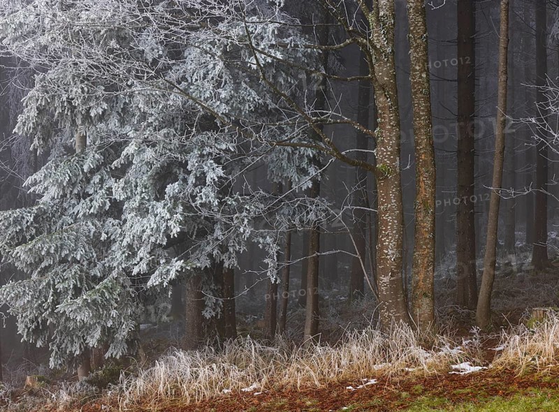 Winter forest, deciduous trees and conifers covered with hoarfrost, Mondseeland, Salzkammergut, Upper Austria, Austria