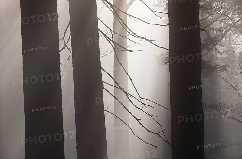 Tree trunks in morning fog with sunbeams, autumn forest, Mondseeland, Salzkammergut, Upper Austria, Austria