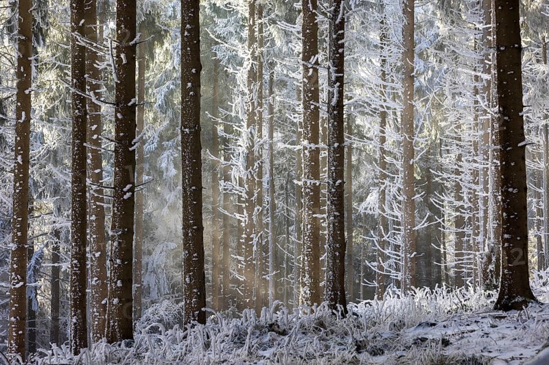 Winter landscape, forest covered with hoarfrost, Mondseeland, Salzkammergut, Upper Austria, Austria