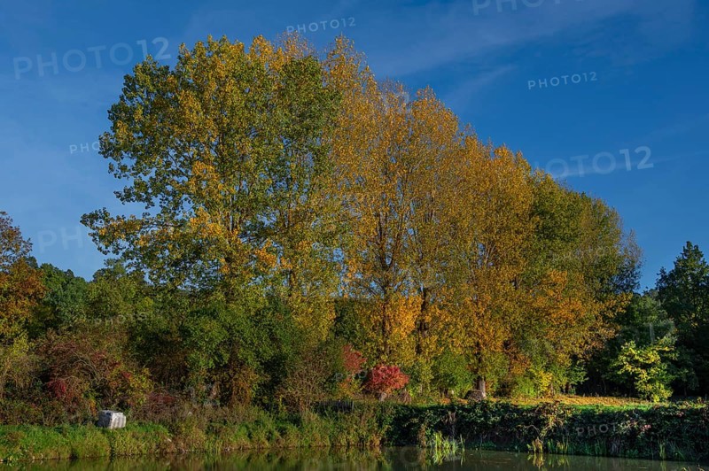 Autumnal poplars (Populus) in front of a carp pond, Beerbach, Middle Franconia, Bavaria, Germany
