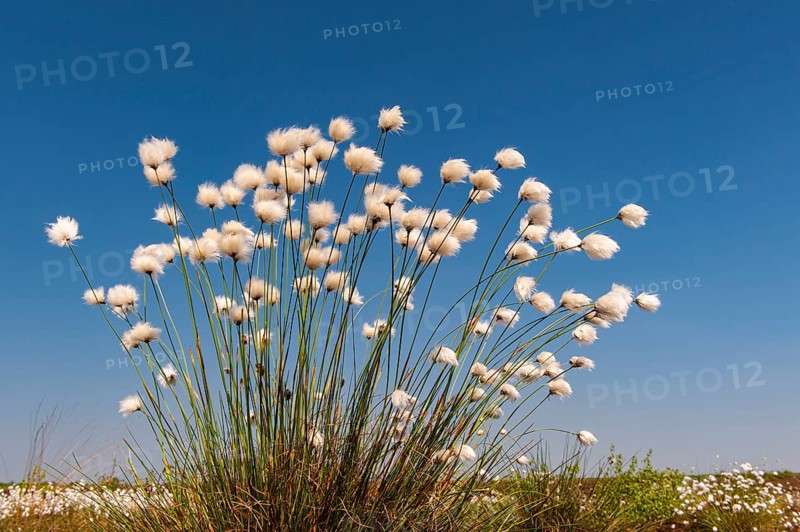 Cottongrass, sheath cottongrass (Eriophorum vaginatum) in Goldenstedt Moor, Goldenstedt, Lower Saxony, Germany