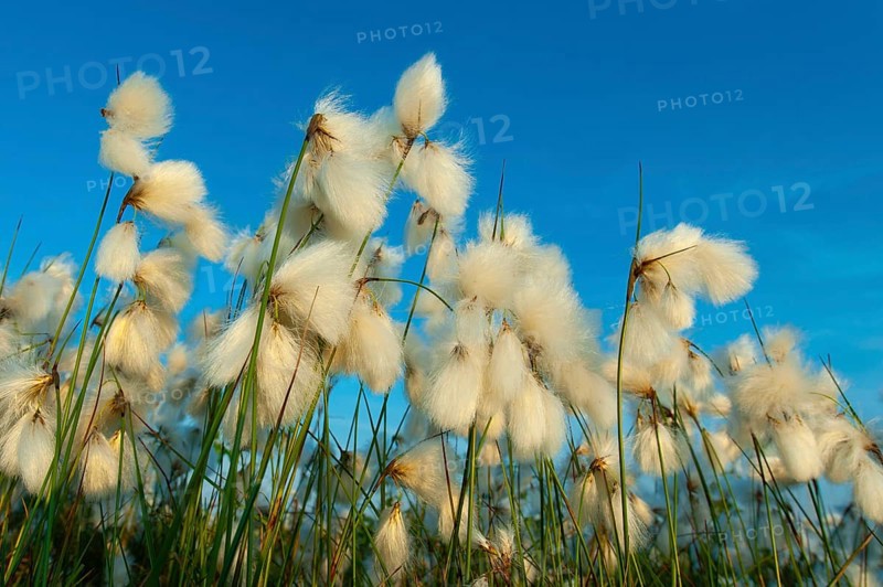 Common cottongrass (Eriophorum angustifolium) in the Goldenstdter Moor, Goldenstedt, Lower Saxony, Germany
