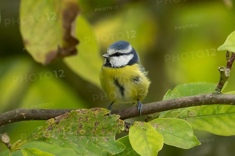 Blue tit (Cyanistes caeruleus) adult garden bird on a magnolia tree with autumn colour leaves, England, United Kingdom